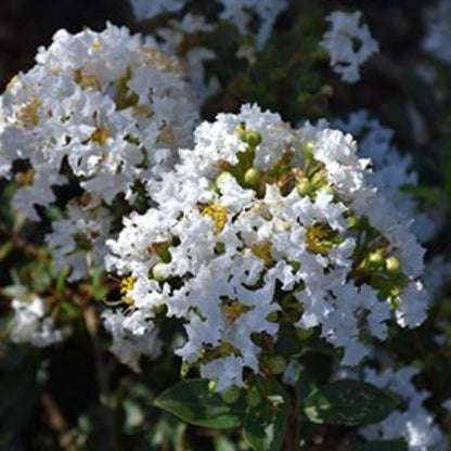 Diamond Dazzle Crape