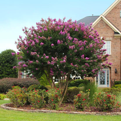 Crape Myrtle Twilight Magic