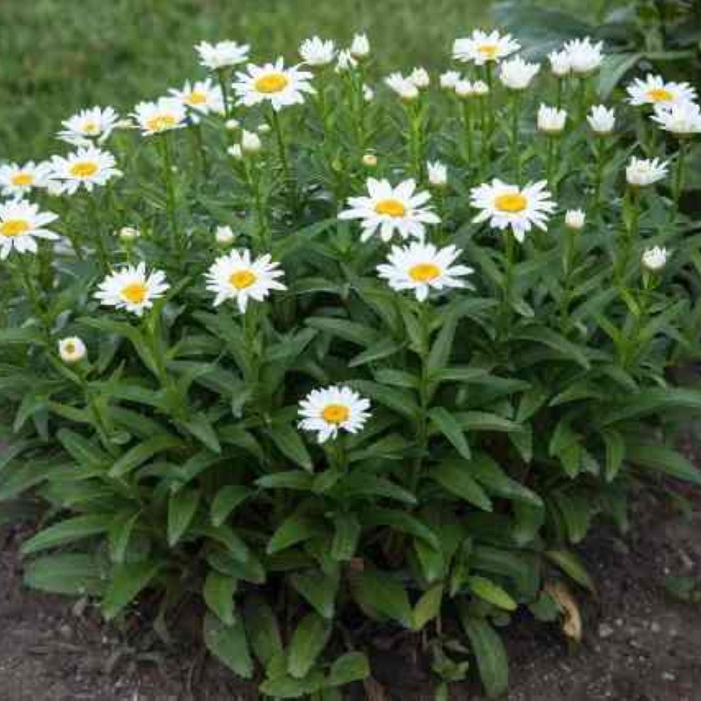 Crazy Daisy Shasta Daisy