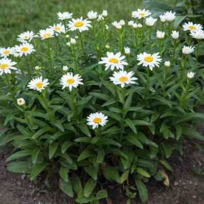 Crazy Daisy Shasta Daisy