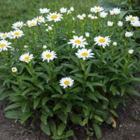 Crazy Daisy Shasta Daisy