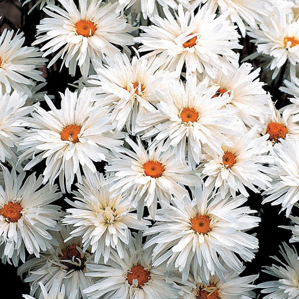 Crazy Daisy Shasta Daisy