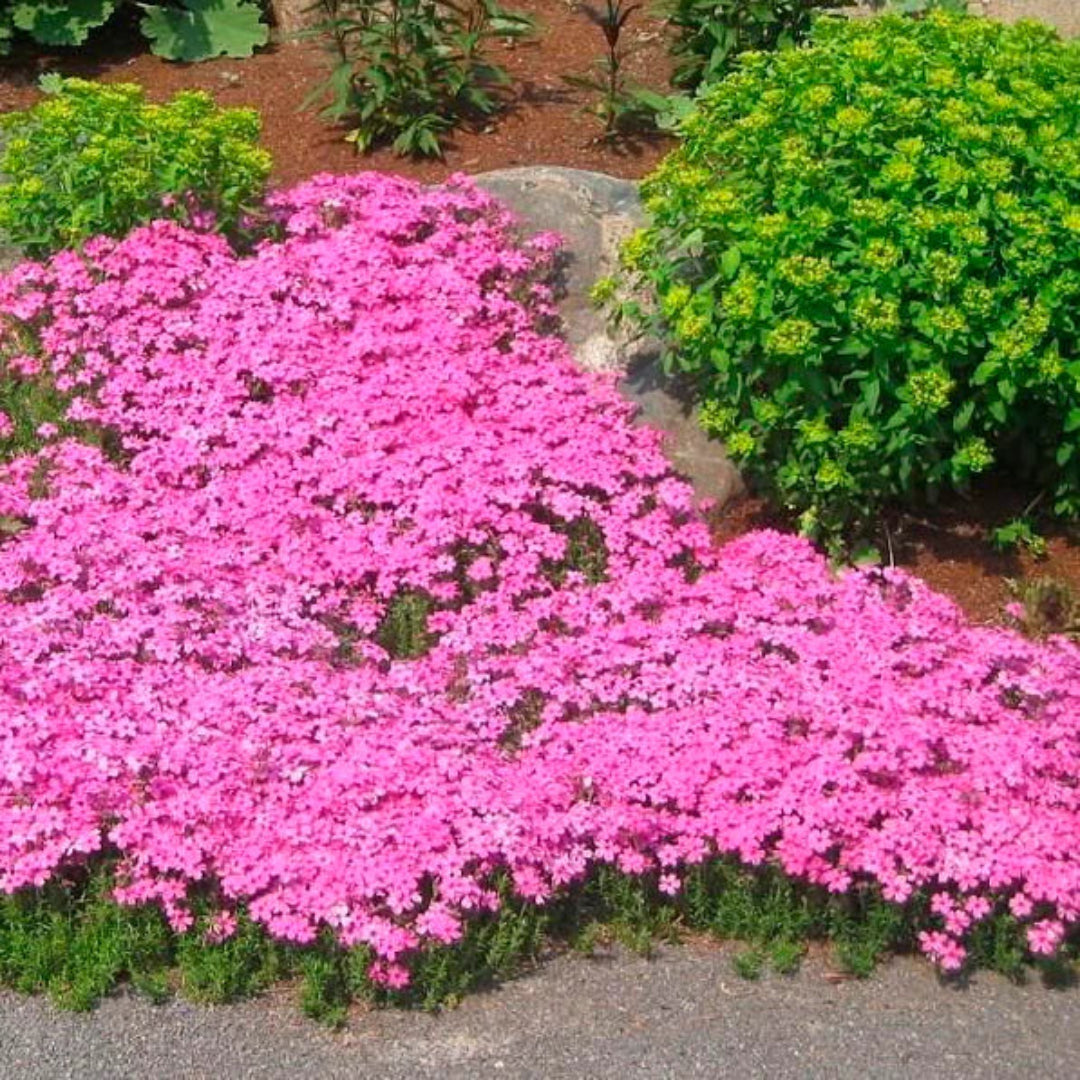 Buy Phlox Subulata Drummond s Pink Creeping Phlox Online Buy Phlox Subulata Drummond s Pink Creeping Phlox Online
