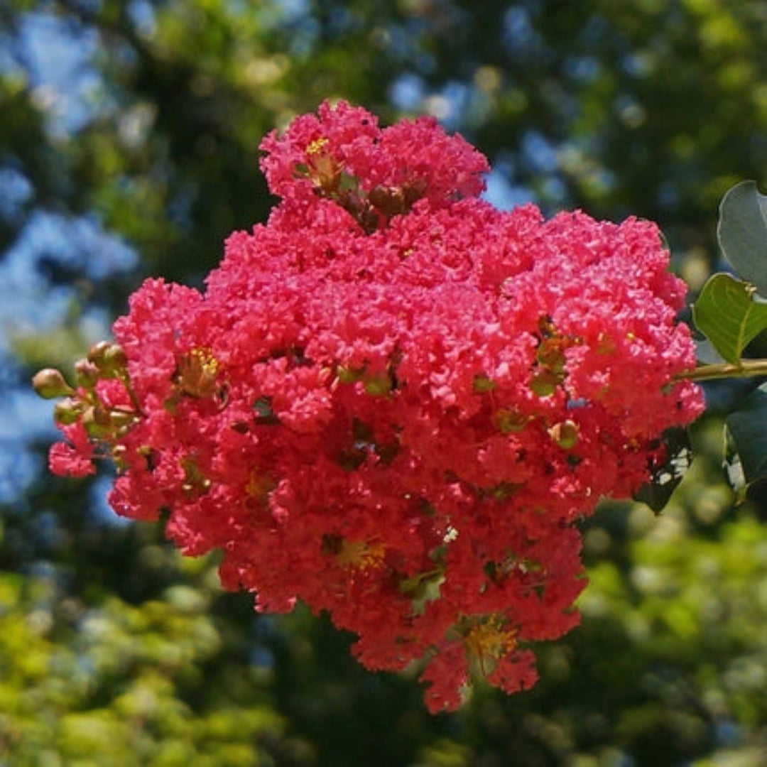 Red Blooming Crape Myrtle – Tall Flowering Tree