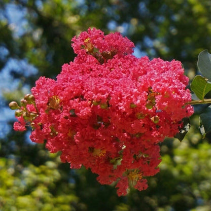 Red Blooming Crape Myrtle – Tall Flowering Tree