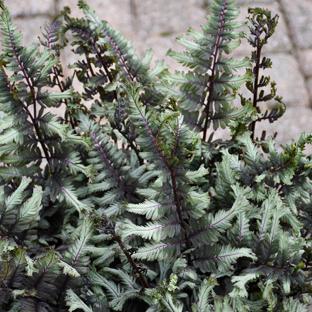 Japanese Painted Fern