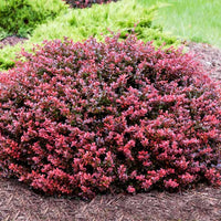 Crimson Pygmy Barberry plant showing dense growth and rich burgundy leaves