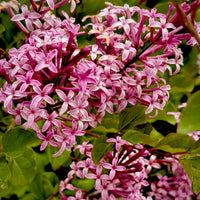 Charles Joly Red French Lilac