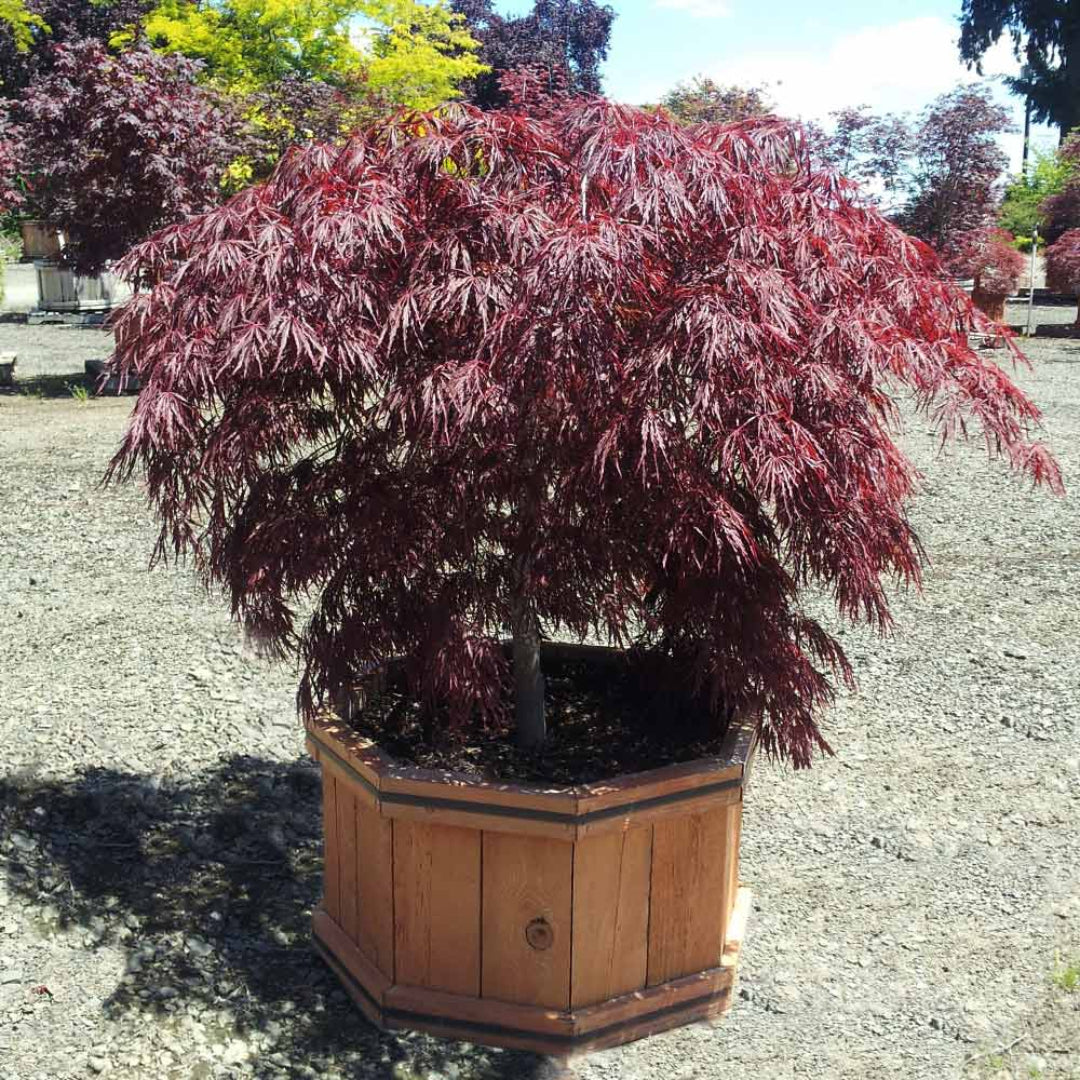 Crimson Princess Japanese Maple