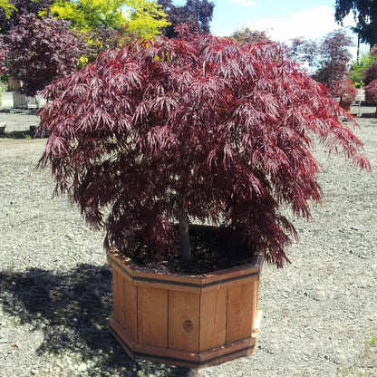 Crimson Princess Japanese Maple