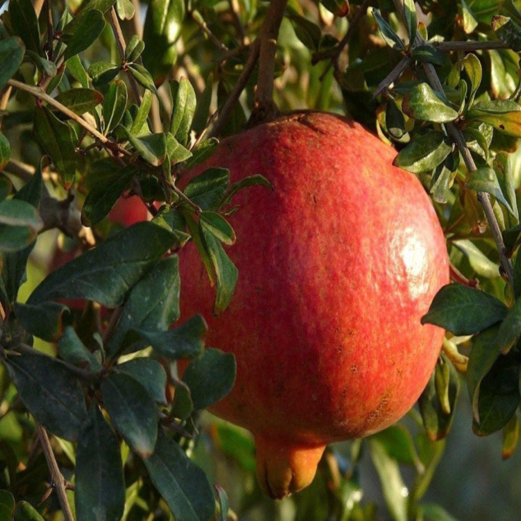Nikitski Ranni Pomegranate Tree - Cold Hardy Pomegranate