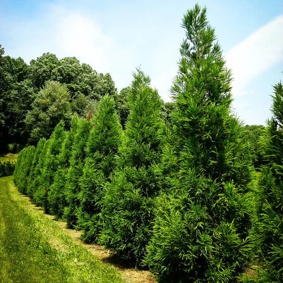 Cryptomeria Yoshino Tree  Evergreen Foliage