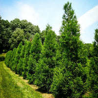Cryptomeria Yoshino Tree - Evergreen Foliage