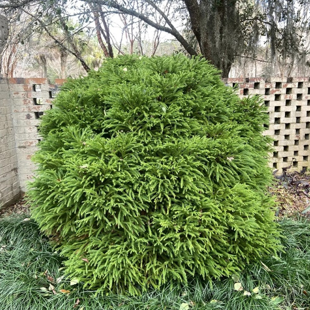 Cryptomeria Japonica Gyokuryu