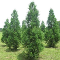 Cryptomeria Radicans growing in a landscape as a natural privacy tree