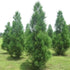 Beautiful Cryptomeria Radicans tree showing lush, soft green foliage