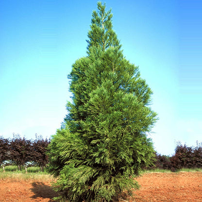 Cryptomeria Yoshino Tree  Evergreen Foliage