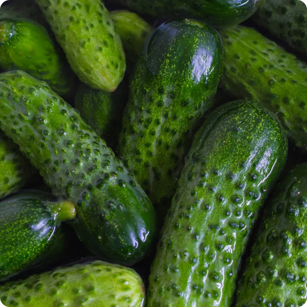 Pickling Cucumbers