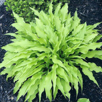 Hosta 'Curly Fries' – Crinkled Mini Hosta - [EG]