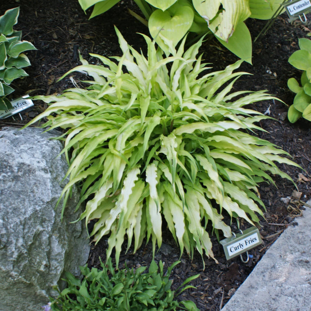 Hosta &