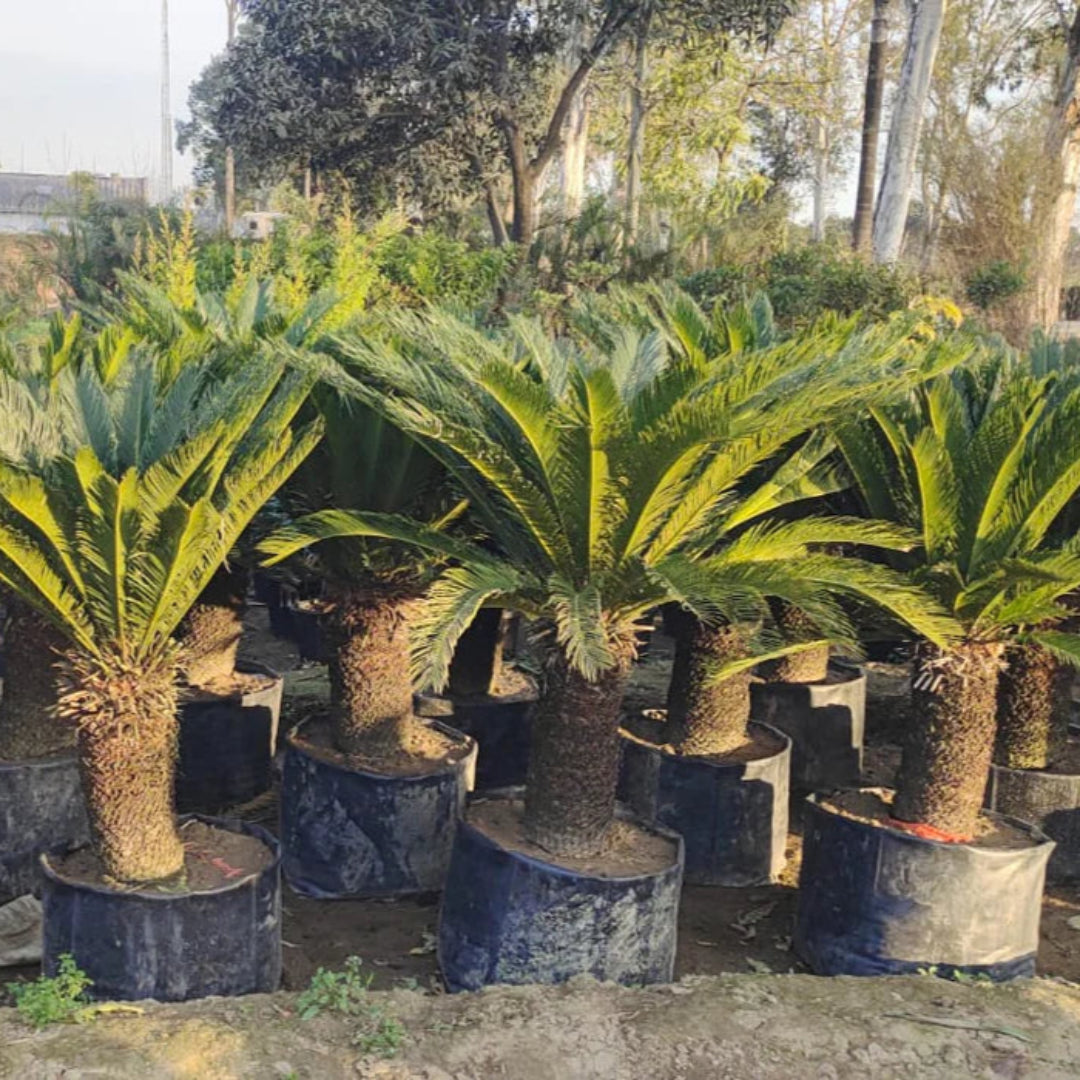 Sago Palm Tree