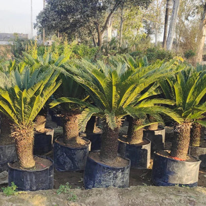 Sago Palm Tree