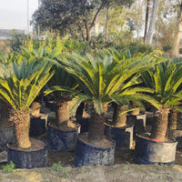 Sago Palm Tree