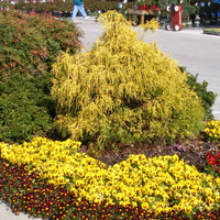 Paul'S Gold Cypress