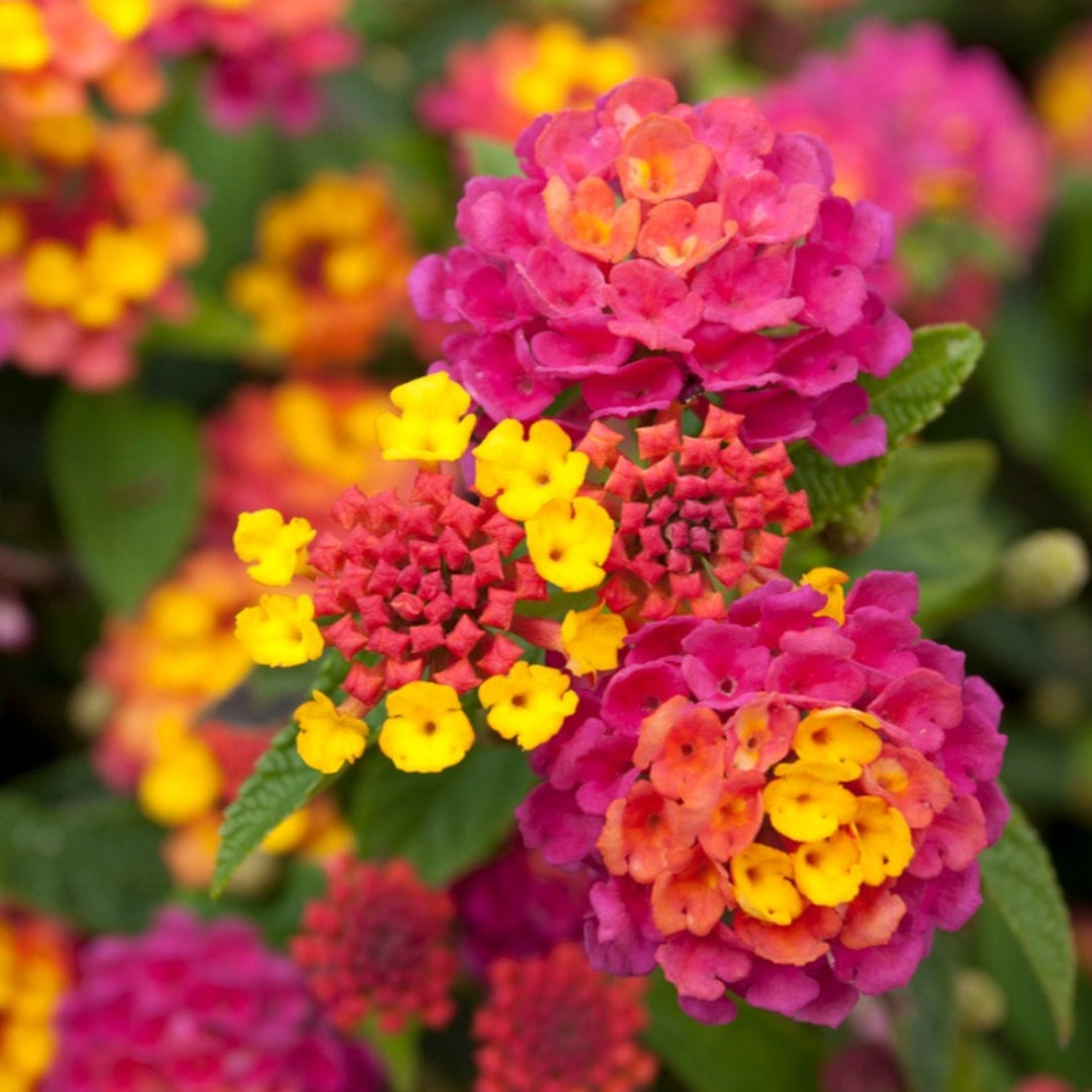 Hot Pink Little Lucky Lantana