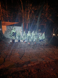 Blue Point Juniper container grown evergreen shrub