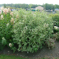 Ornamental winter shrub Strawberry Daiquiri Dogwood