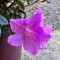 Encore Azalea Autumn Lilac