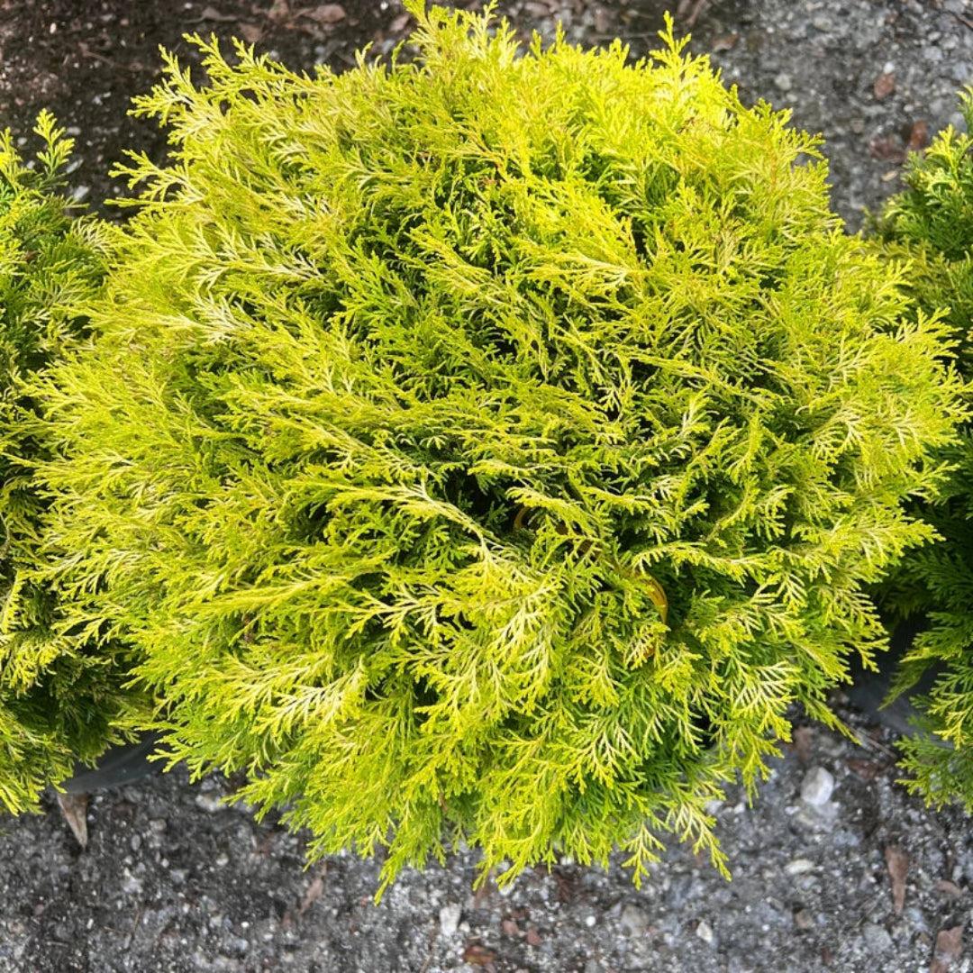 Close-up of Cripps Hinoki Cypress showcasing bright yellow evergreen tips