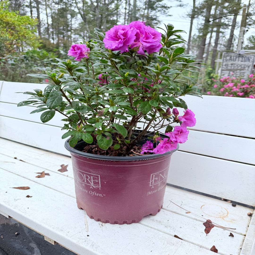 Majesty Encore Azalea