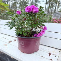 Majesty Encore Azalea flowering shrub growing outdoors in landscaped soil