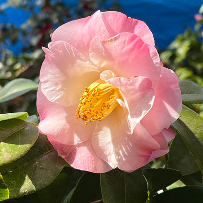 Camellia Dr Tinsley-Elegant Shell Pink Flowers Blooms