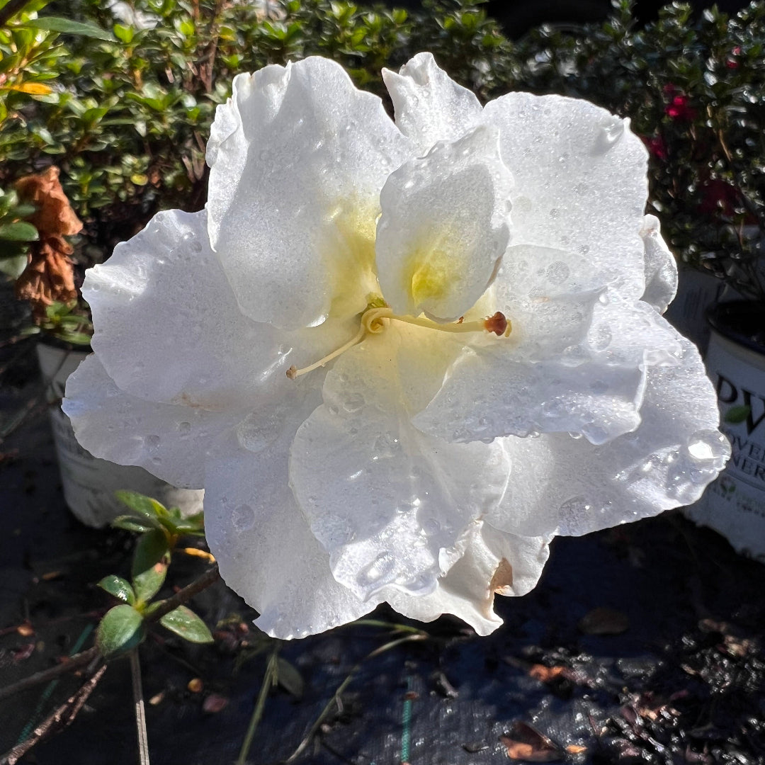 Perfecto Mundo Double White Reblooming Azalea