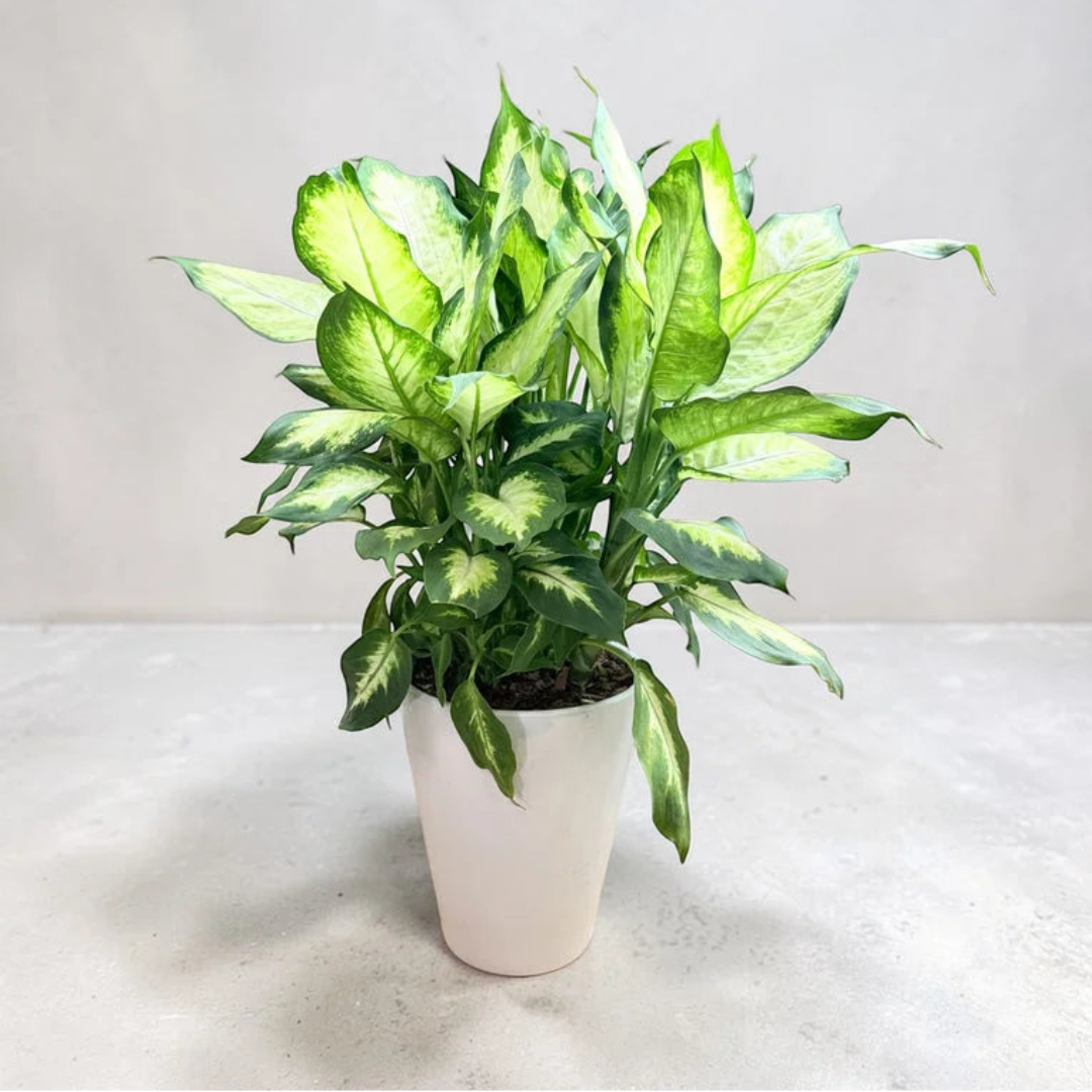 Dieffenbachia ‘Dumb Cane’ - Live Plant in Ceramic Pot