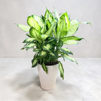 Dieffenbachia ‘Dumb Cane’ - Live Plant in Ceramic Pot