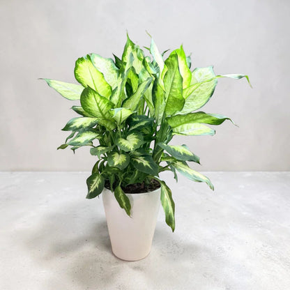 Dieffenbachia ‘Dumb Cane’ - Live Plant in Ceramic Pot