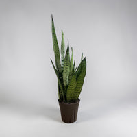 Snake Plant (Sansevieria trifasciata)