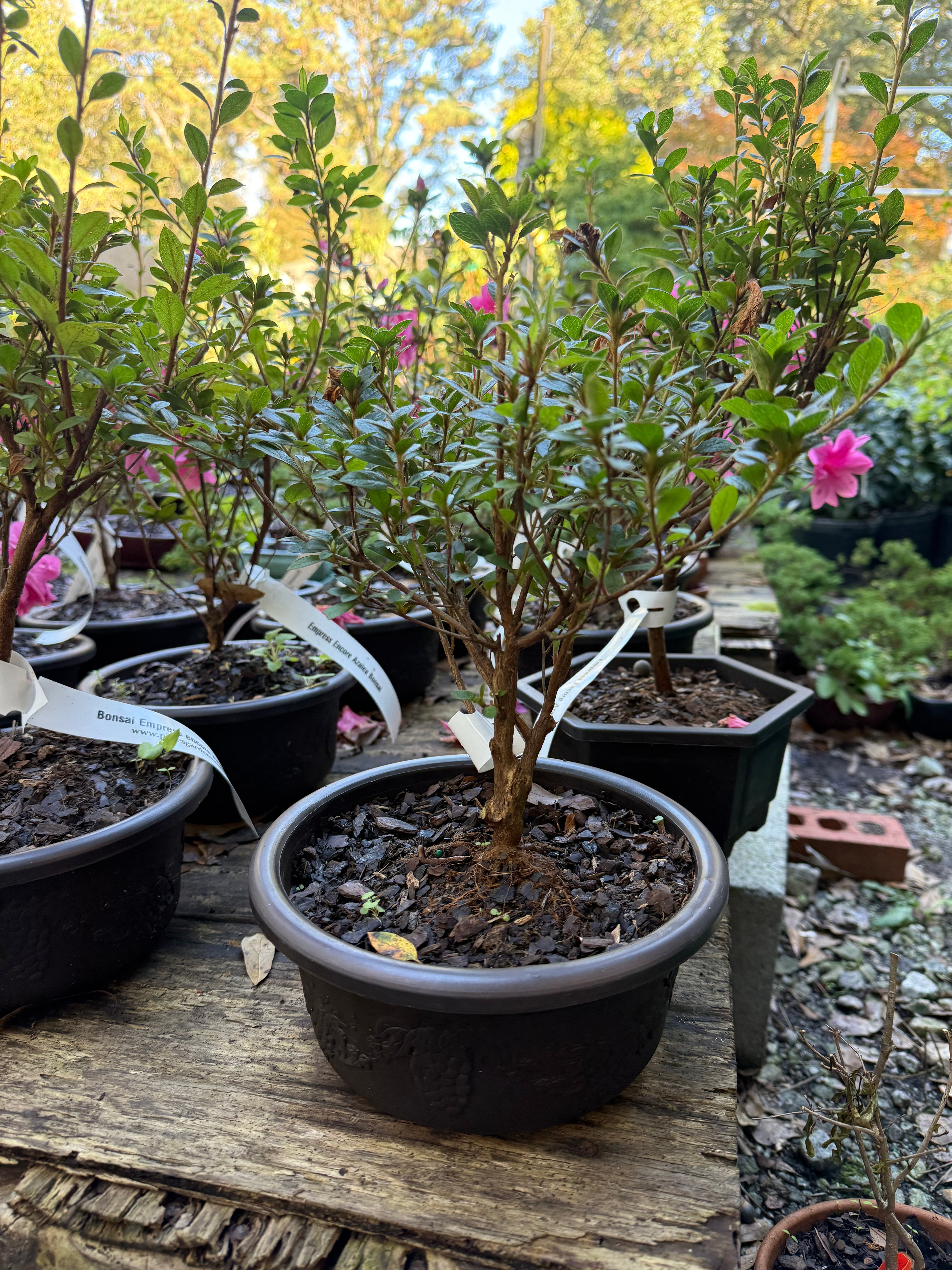 Bonsai Empress encore Azalea (Live Plant)