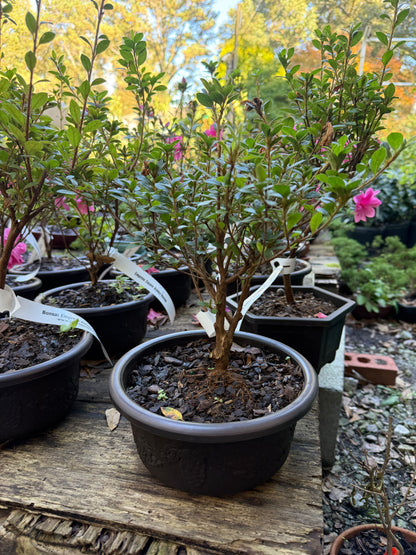 Bonsai Empress encore Azalea (Live Plant)