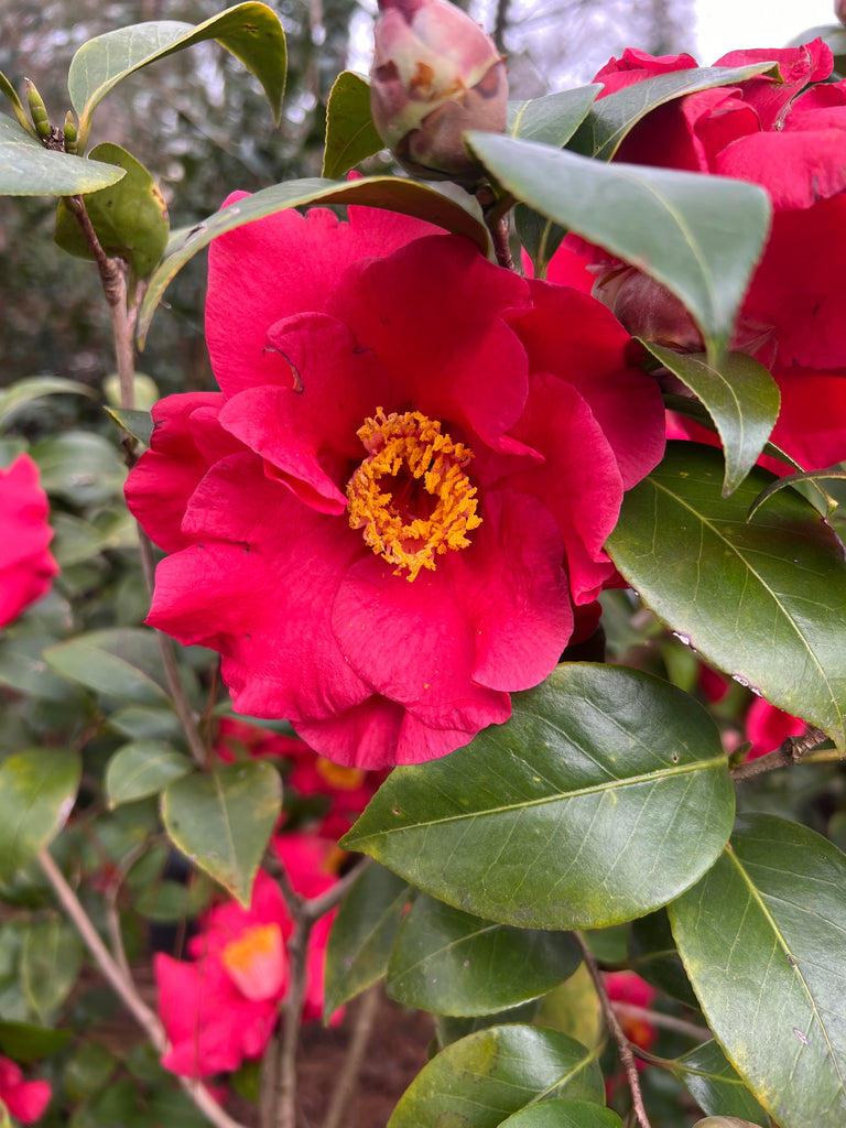 Camellia Dr J.C. Raulston