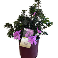 Encore Azalea Autumn Lilac