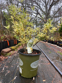 Forsythia  'Believe it Or Not'