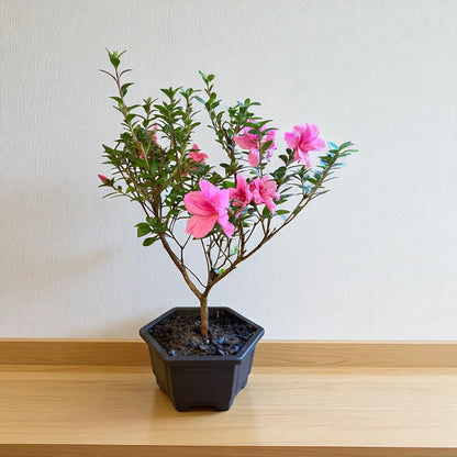 Bonsai Empress encore Azalea (Live Plant)