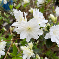 Evergreen azalea shrub with dense green foliage