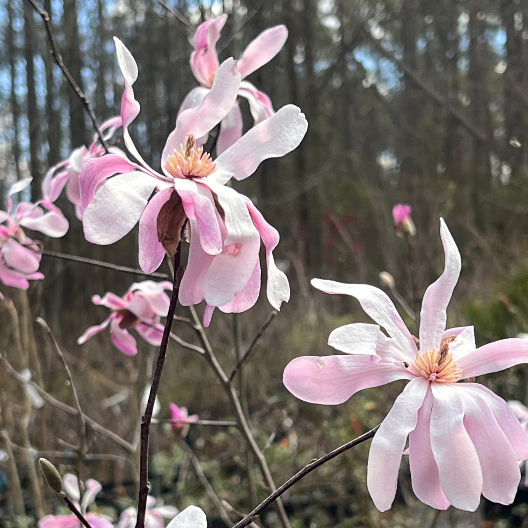 Leonard Messel Magnolia Tree
