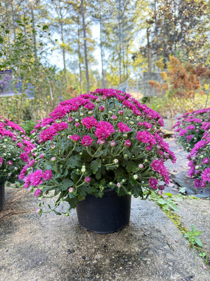 Wanda Purple Mum – Hardy Fall Chrysanthemum | Vibrant Purple Garden Blooms for Pots &amp; Landscapes